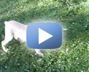 (pup2)
