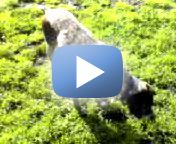 (new dog video)